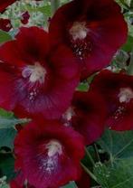 Zaden stokroos, Ophalen of Verzenden, Volle zon