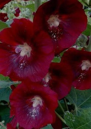 Zaden stokroos beschikbaar voor biedingen