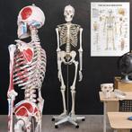 Skelet Anatomie model levensgroot met spier weergave poster, Nordring 70 Garau, Info@f-cp.nl, Nieuw, Ophalen of Verzenden