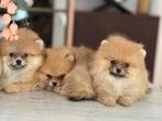 Exclusieve Bearface pomeranians | Pomeriaan, Dieren en Toebehoren, Honden | Poolhonden, Keeshonden en Oertypen, 15 weken tot 1 jaar