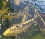 4 Koi Kapers, Dieren en Toebehoren, Karper of Koi