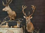 Edelhert hert  opgezet opgezette kop taxidermie veluwe, Verzamelen, Dierenverzamelingen, Ophalen, Nieuw, Hert, Opgezet dier