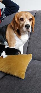 Beagle pups te koop, Dieren en Toebehoren, Honden | Niet-rashonden, Rabiës (hondsdolheid), 8 tot 15 weken, Meerdere, Meerdere dieren