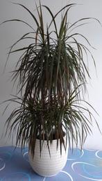 Dracaena kamerplant., Tuin en Terras, Ophalen, Halfschaduw