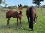 Hengstveulen Mindset x Durango x Karandasj, Dieren en Toebehoren, Paarden, Springpaard, Niet van toepassing, 0 tot 2 jaar, Hengst