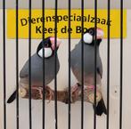 Koppel wildkleur Rijstvogels, Dieren en Toebehoren, Vogels | Overige Vogels, Meerdere dieren