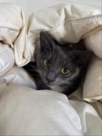 Knuffelkatje zoekt een gouden mandje 🧺🐱, Dieren en Toebehoren, Katten en Kittens | Raskatten | Korthaar, Poes, Ontwormd, 0 tot 2 jaar