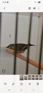 Japanse nachtegaal pop, Dieren en Toebehoren, Vrouwelijk, Geringd