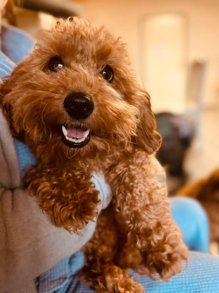 Labradoodle Multigen Doodle Labrador poedel mini medium, Dieren en Toebehoren, Honden | Retrievers, Spaniëls en Waterhonden, Meerdere dieren