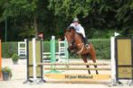 Spring talent, Dieren en Toebehoren, Paarden, Merrie, Springpaard, Gechipt, L