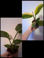2 Speciale Kamerplanten met bloempotten, Huis en Inrichting, Kamerplanten, Ophalen of Verzenden, Halfschaduw, Minder dan 100 cm