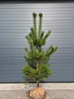 Grove Den (Pinus sylvestris) in diverse maten, Ophalen of Verzenden, Halfschaduw, Overige soorten, 100 tot 250 cm