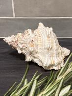 Grote schelp 15cm (300125c), Verzamelen, Mineralen en Fossielen, Ophalen of Verzenden, Schelp(en)