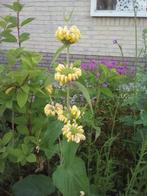 phlomis, brandkruid, Ophalen, Zomer, Overige soorten, Volle zon