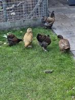 4 kippen en 1 eend, Dieren en Toebehoren, Pluimvee, Vrouwelijk, Kip