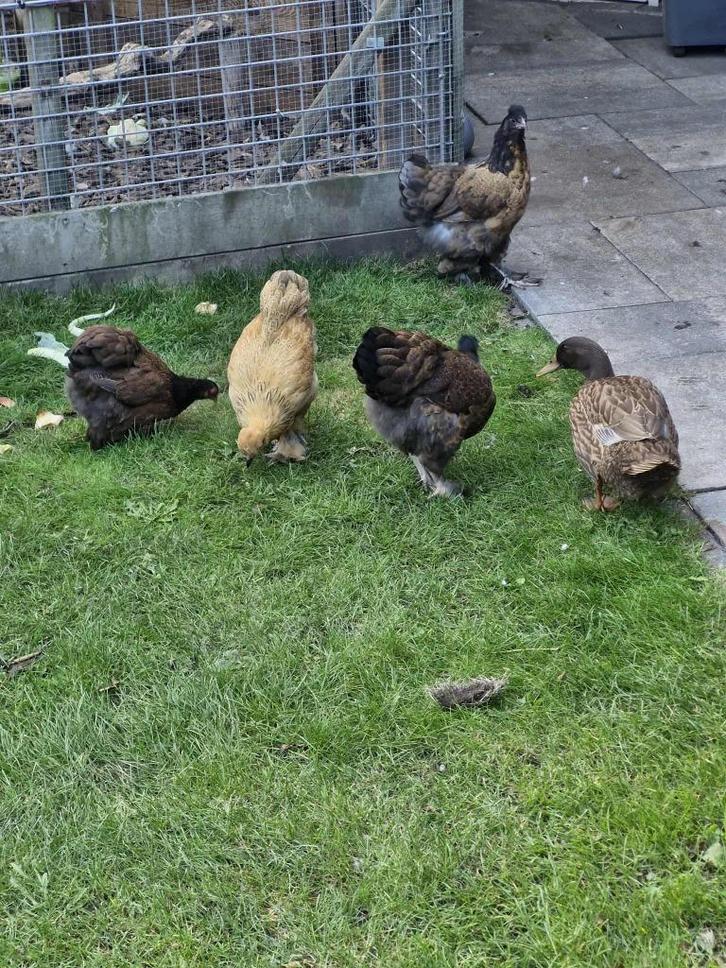 4 kippen en 1 eend, Dieren en Toebehoren, Pluimvee, Kip, Vrouwelijk