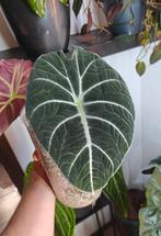 Alocasia black velvet knolletjes, Overige soorten, Minder dan 100 cm, Groene kamerplant, Halfschaduw