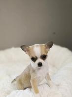 Chihuahua pupjes ze zijn bij ons geboren, Dieren en Toebehoren, Honden | Chihuahua's en Gezelschapshonden, België, CDV (hondenziekte)
