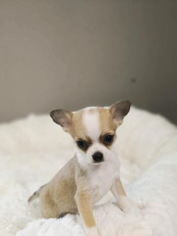 Chihuahua pupjes ze zijn bij ons geboren  beschikbaar voor biedingen