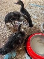 Muskuseend, Meerdere dieren, Eend