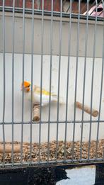 Pop 2024, Dieren en Toebehoren, Vogels | Overige Vogels