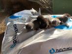 Boerderij katten, Dieren en Toebehoren, Katten en Kittens | Overige Katten, Geslacht onbekend, Kortharig, 0 tot 2 jaar