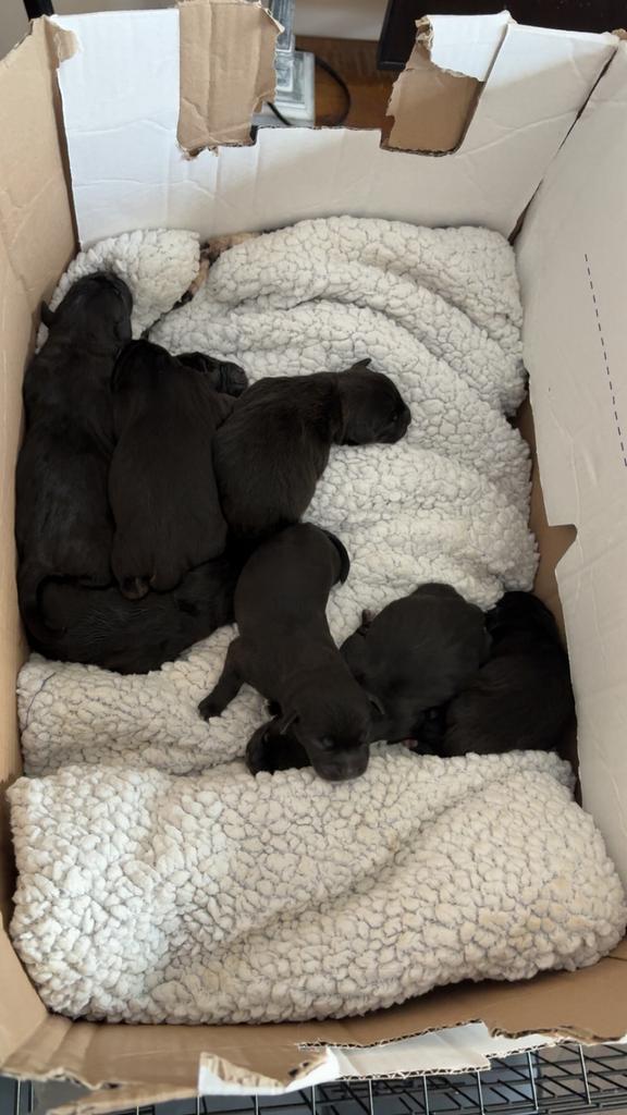 Stafford mix puppys, Dieren en Toebehoren, Honden | Retrievers, Spaniëls en Waterhonden, Meerdere dieren, Overige rassen, Particulier