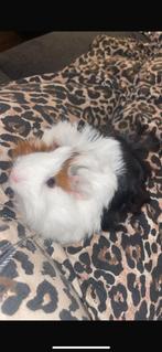 Cavia's zoeken goed huisje, Dieren en Toebehoren, Ophalen of Verzenden, Gebruikt