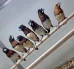 Bruinborstrietvinken x japanse meeuwtjes, Meerdere dieren, Tropenvogel