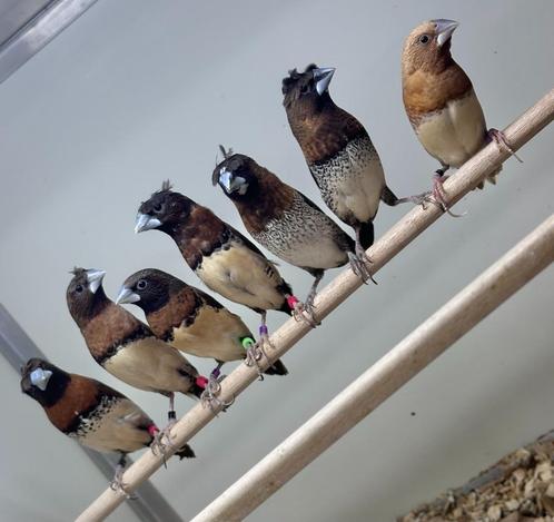 Bruinborstrietvinken x japanse meeuwtjes, Dieren en Toebehoren, Vogels | Overige Vogels, Tropenvogel, Meerdere dieren