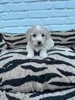 Maltipoo pups, maltezer x toy poedel, Parvo, Nederland, Overige rassen, 8 tot 15 weken