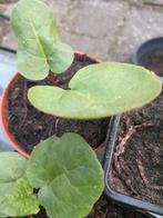 Rabarber AANBOD 🌿  Rood.🔴  3  voor, Tuin en Terras, Planten | Tuinplanten, Ophalen, Volle zon