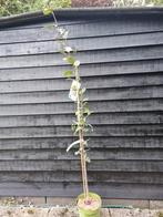Zuilpruim 'Anja' Starline - Prunus Domestica, Lente, 100 tot 250 cm, Zuilboom, Ophalen