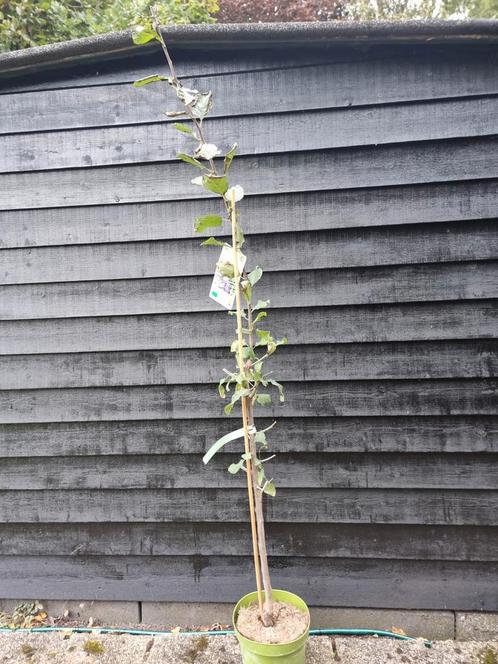 Zuilpruim 'Anja' Starline - Prunus Domestica, Tuin en Terras, Planten | Bomen, Zuilboom, 100 tot 250 cm, Volle zon, Lente, In pot