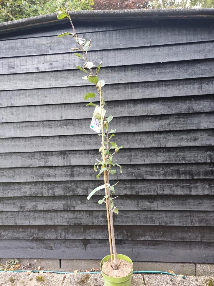 Zuilpruim 'Anja' Starline - Prunus Domestica, Tuin en Terras, Planten | Bomen, Zuilboom, 100 tot 250 cm, Volle zon, Lente, In pot