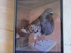 Kropper, Dieren en Toebehoren, Vogels | Duiven, Mannelijk, Kropper