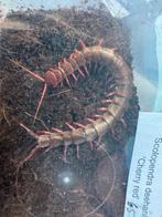 Scolopendra daheeni, Dieren en Toebehoren, Insecten en Spinnen