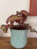Begonia in Vintage Pot, Tuin en Terras, Overige soorten, Vaste plant, Ophalen of Verzenden, Bloeit niet