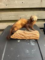 Opgezette bunzing taxidermie, Ophalen of Verzenden, Zo goed als nieuw, Wild dier, Opgezet dier