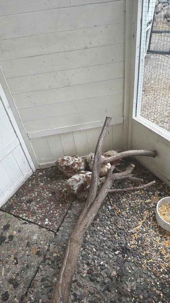 4 x cochin kuikens hennen, Geslacht onbekend