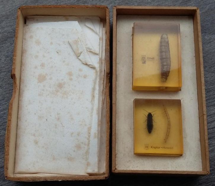 Om 1950-1960 Lesmateriaal Insekt Biologie Les Landbouwschool, Verzamelen, Dierenverzamelingen, Gebruikt, Overige typen, Insect
