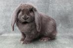 Raszuivere, zwaar gebouwde Franse Hangoor voedster - Ingeënt, Dieren en Toebehoren, Konijnen, Vrouwelijk, Groot, Hangoor, 0 tot 2 jaar