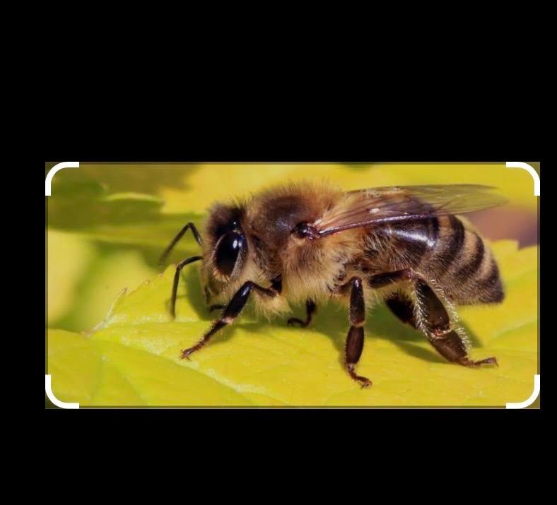 Gezocht Bijenvolk, Dieren en Toebehoren, Bijen