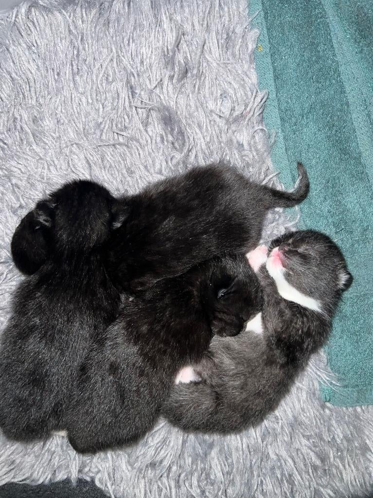 4 kittens, Dieren en Toebehoren, Katten en Kittens | Overige Katten, Meerdere dieren, Kortharig, 0 tot 2 jaar