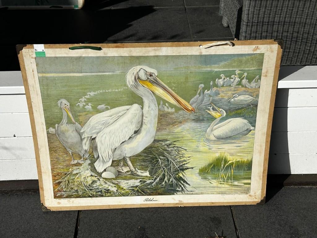 Pelikaan, Ophalen of Verzenden, Natuur en Biologie