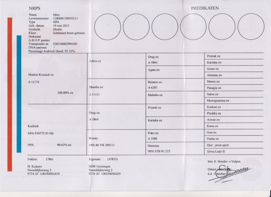 E pony, Dieren en Toebehoren, Met stamboom, Onbeleerd, 11 jaar of ouder, Recreatiepony