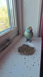 Mooie dwrtgpapegaai, Dieren en Toebehoren, Ophalen of Verzenden, Vee