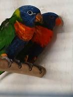 Koppel Lori's van de blauwebergen, Dieren en Toebehoren, Meerdere dieren, Papegaai, Geringd