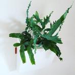 wandbak aluminium, Tuin en Terras, Ophalen, Minder dan 30 cm, Nieuw, Metaal