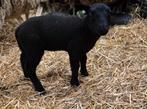 Zwarte ooi, Dieren en Toebehoren, Vrouwelijk, Schaap, 0 tot 2 jaar